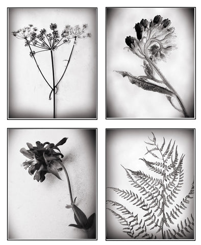 Botanicals Collection By Heather Johnston - Parliament Interiors