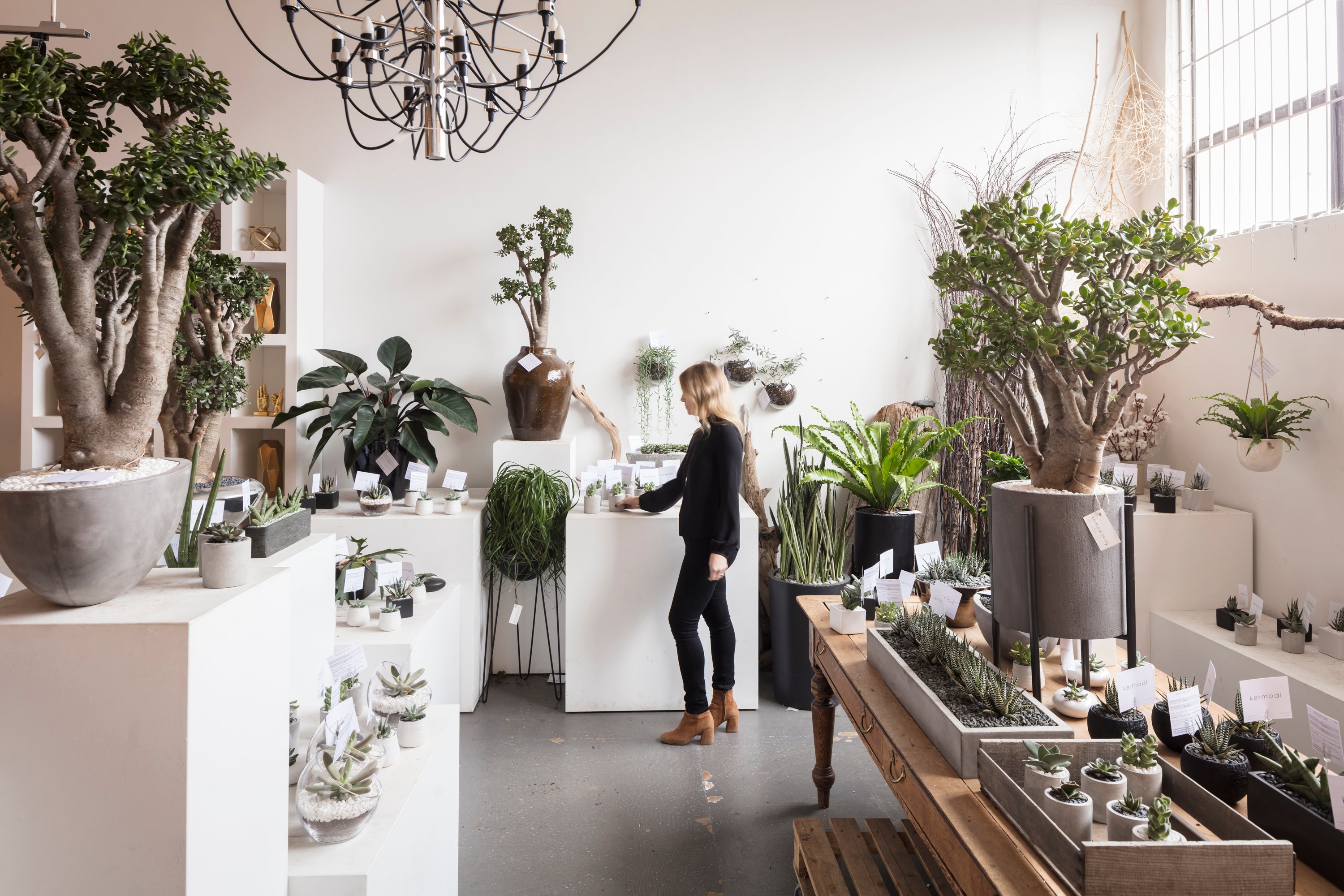 vancouver indoor plants Kermodi Living Art - Shop for Kermodi Living Art