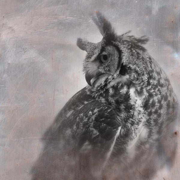 Heather Johnston Photography - Owl Series - Parliament Interiors