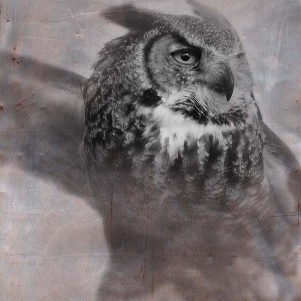 Heather Johnston Photography - Owl Series - Parliament Interiors